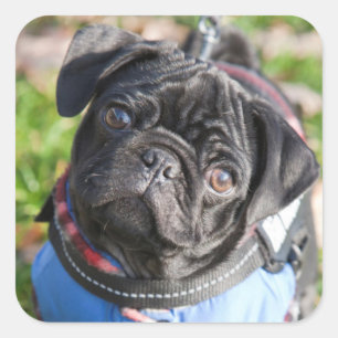 Black Pug Puppy Wearing A Jacket Square Sticker