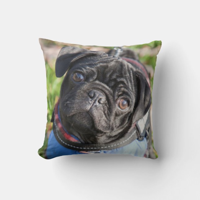 Black Pug Puppy Wearing A Jacket Throw Pillow (Front)