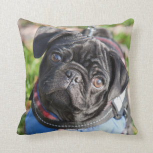Black Pug Puppy Wearing A Jacket Throw Pillow
