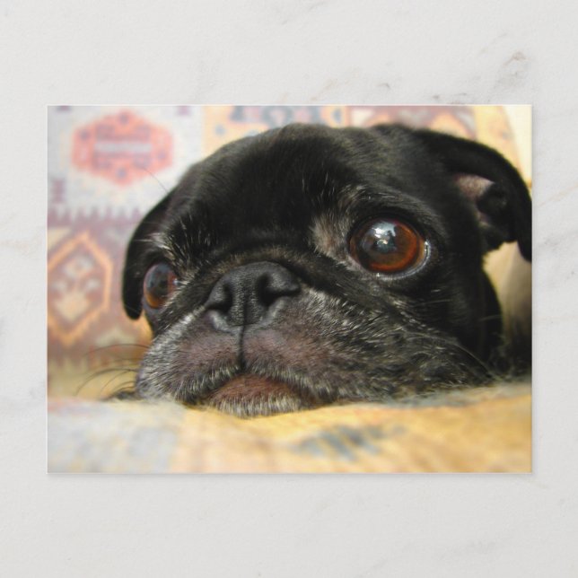 Black Pug Puppy with a Sad Face and Big Eyes Postcard (Front)
