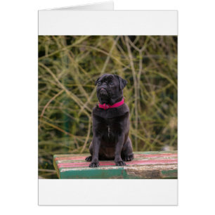 black pug sitting