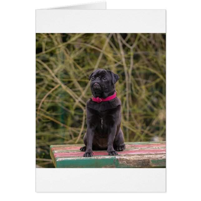 black pug sitting (Front)