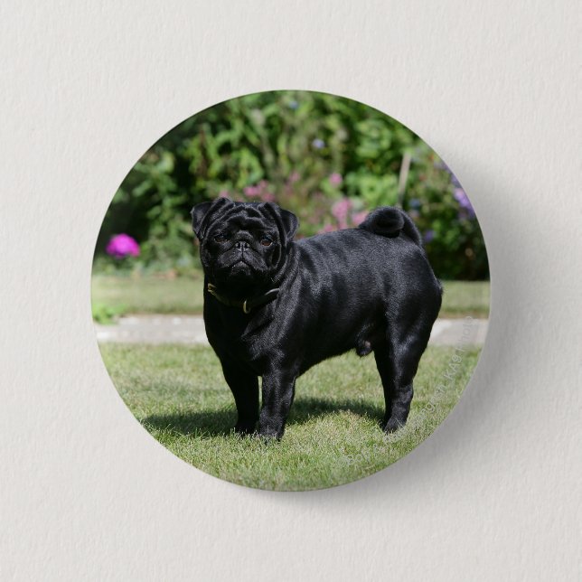 Black Pug Standing Looking at Camera 2 Inch Round Button (Front)