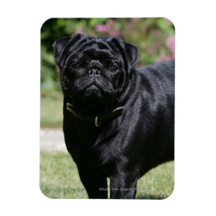 Black Pug Standing Looking at Camera Magnet