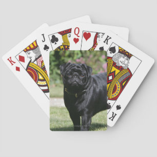 Black Pug Standing Looking at Camera Playing Cards