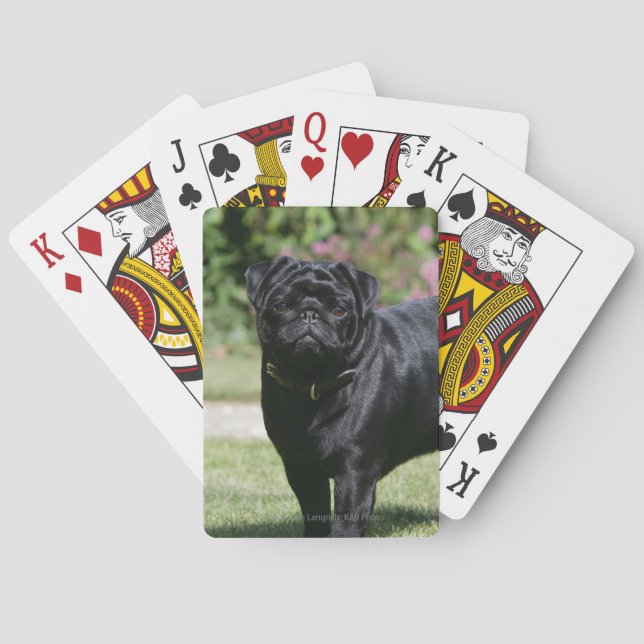 Black Pug Standing Looking at Camera Playing Cards (Back)