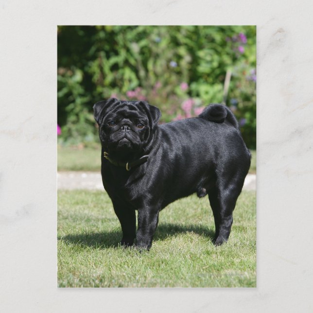 Black Pug Standing Looking at Camera Postcard (Front)