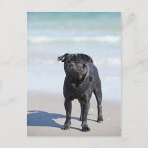 Black Pug Standing On The Beach Postcard