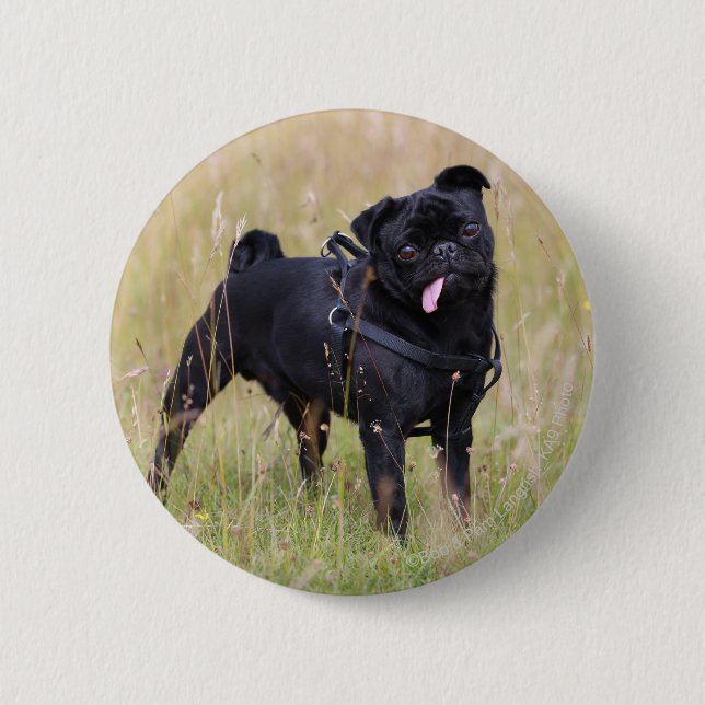 Black Pug Sticking Out Tounge 2 Inch Round Button (Front)