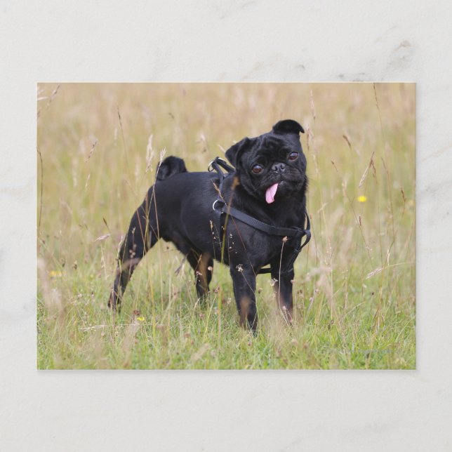 Black Pug Sticking Out Tounge Postcard (Front)