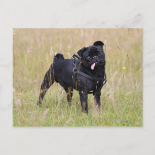 Black Pug Sticking Out Tounge Postcard