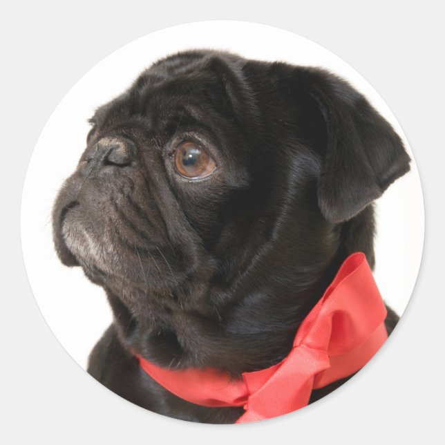Black pug  with red bow classic round sticker (Front)