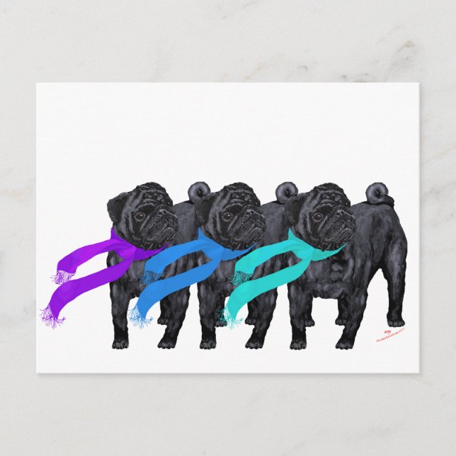 Black Pugs in Scarves Postcard (Front)