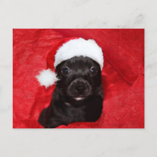 Black puppy dog Christmas Holiday Postcard