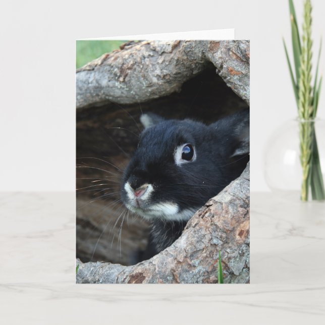 Black Rabbit in Hollow of a Tree Card (Front)