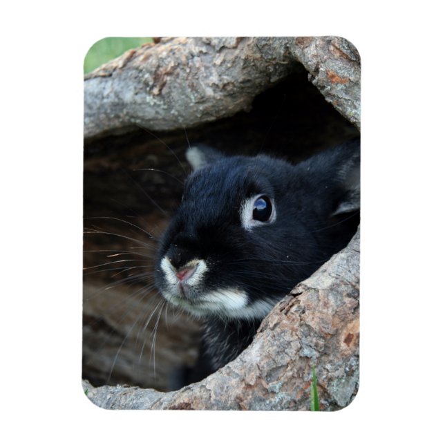 Black Rabbit in Hollow of a Tree Magnet (Vertical)