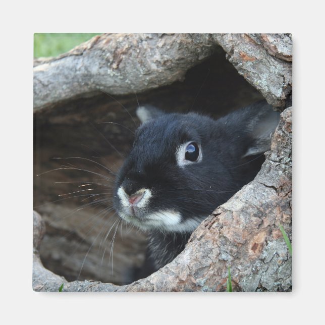 Black Rabbit in Hollow of a Tree Photo Magnet (Front)