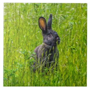 Black rabbit in the grass ceramic photo tile