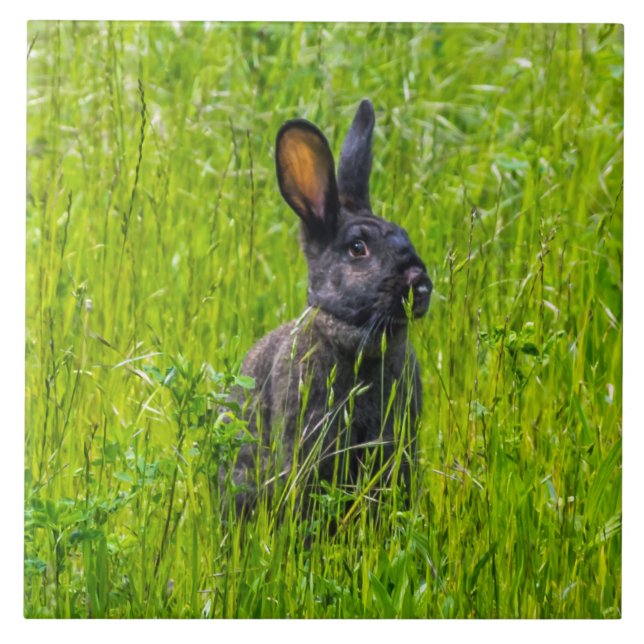 Black rabbit in the grass ceramic tile (Front)