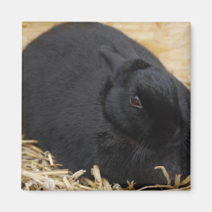 Black Rabbit Magnet
