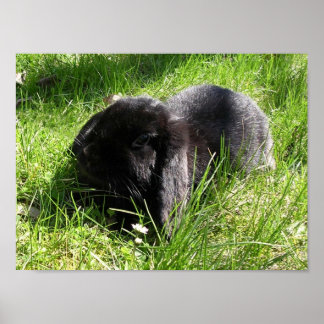 Black Rabbit Poster