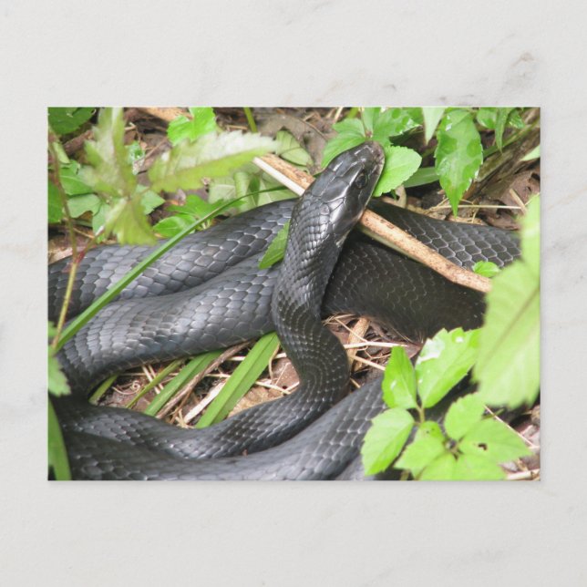Black Racer Snake Sunning Postcard (Front)