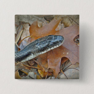 Black Rat Snake - Elaphe obsoleta obsoleta 2 Inch Square Button
