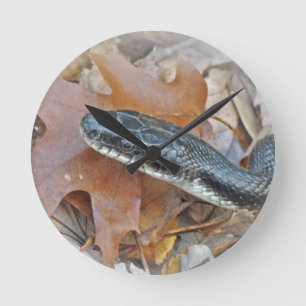 Black Rat Snake - Elaphe obsoleta obsoleta Round Clock