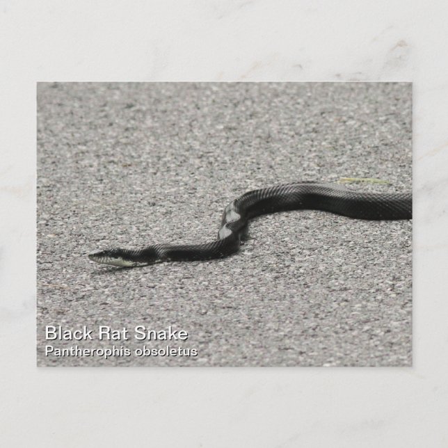 Black Rat Snake Postcard (Front)