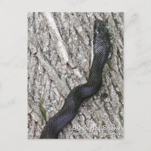 Black Rat Snake Postcard