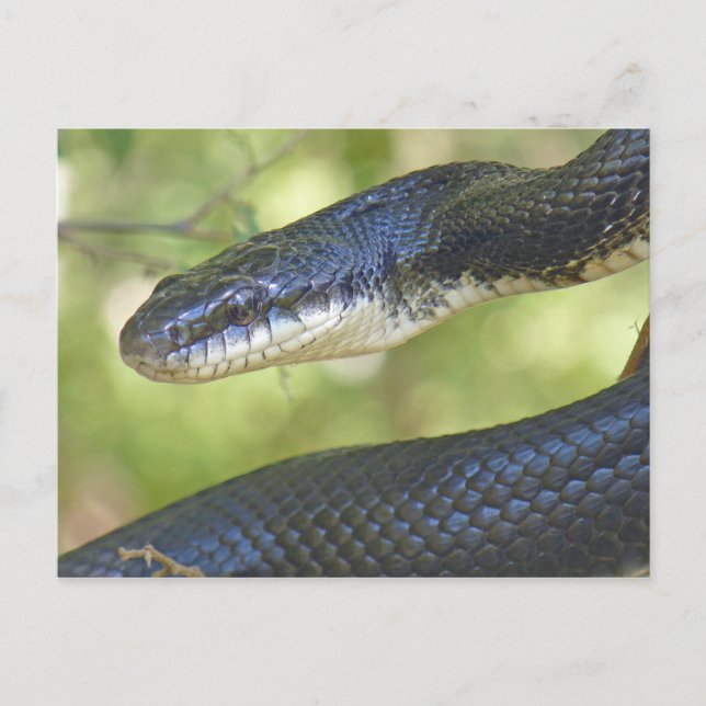 Black Rat Snake Postcard. Postcard (Front)