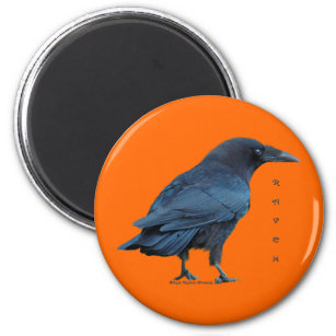 Black Raven Collection III Magnet