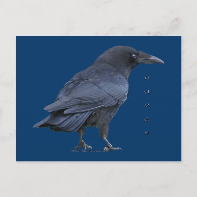 Black Raven III Postcard Series (Front)