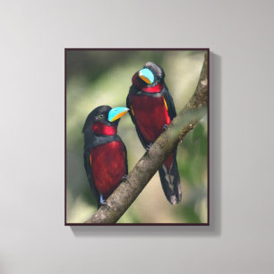 Black & Red Broadbills Canvas Print
