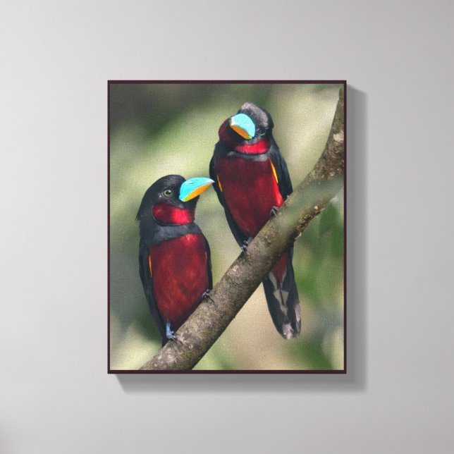 Black & Red Broadbills Canvas Print (Front)
