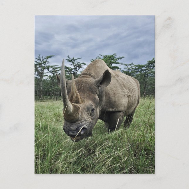 Black Rhinoceros, Diceros bicornis, Kenya Postcard (Front)