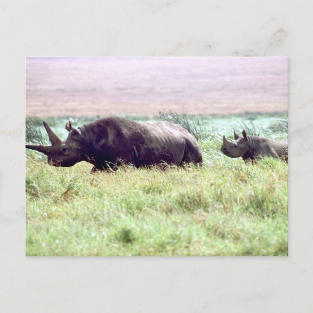 Black rhinoceros female and calf on Serengeti Postcard (Front)