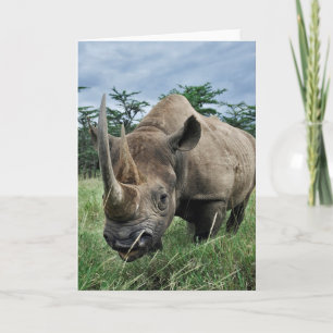 Black Rhinoceros Kenya Card