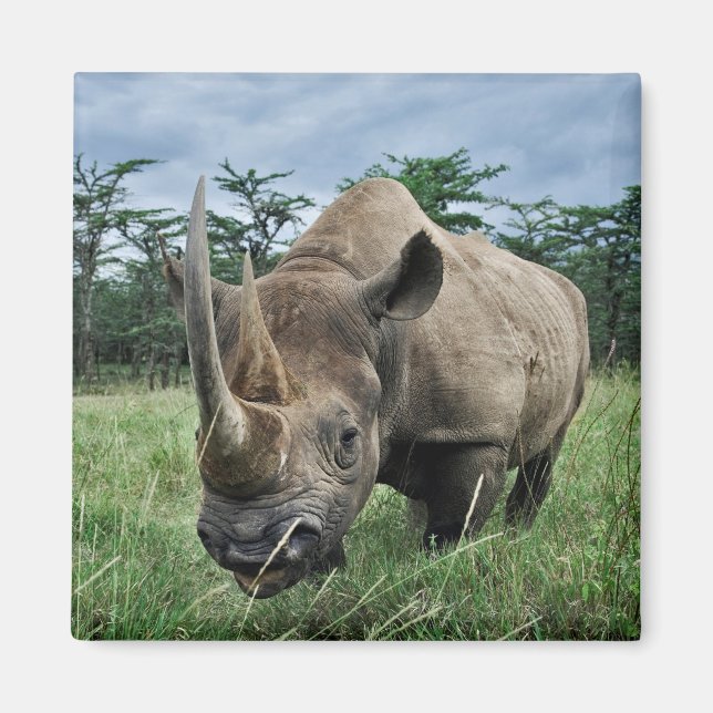 Black Rhinoceros | Kenya Magnet (Front)