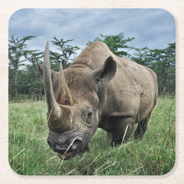 Black Rhinoceros | Kenya Square Paper Coaster (Front)