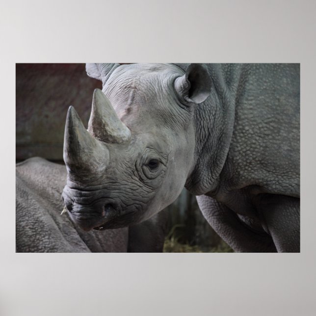 Black Rhinoceros Photo Poster (Front)