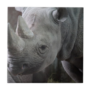 Black Rhinoceros Photo Tile