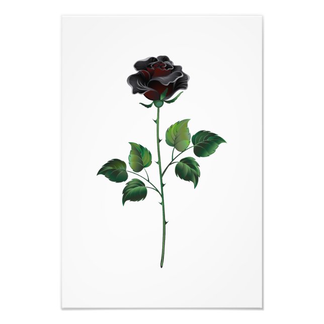Black rose flower photo print (Front)
