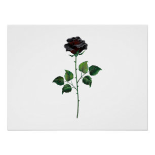 Black rose flower poster