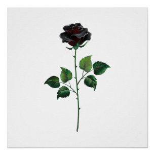 Black rose flower poster