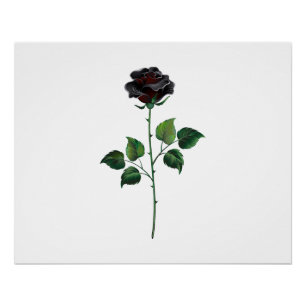 Black rose flower poster