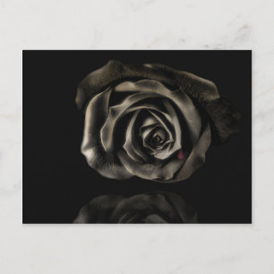 Black rose postcard