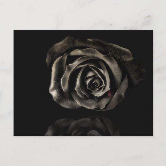 Black rose postcard (Front)