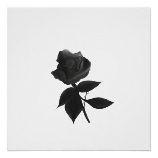 Black Rose Poster