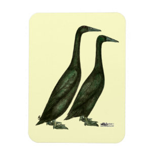 Black Runner Ducks Magnet